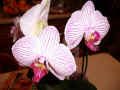 Phanaelopsis