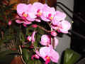 Phanaelopsis