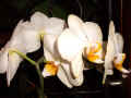 Phanaelopsis